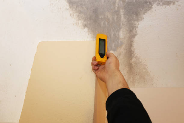 Best Mold Removal for HVAC Installations  in East St Louis, IL