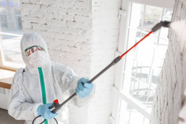 Best Emergency Mold Remediation  in East St Louis, IL