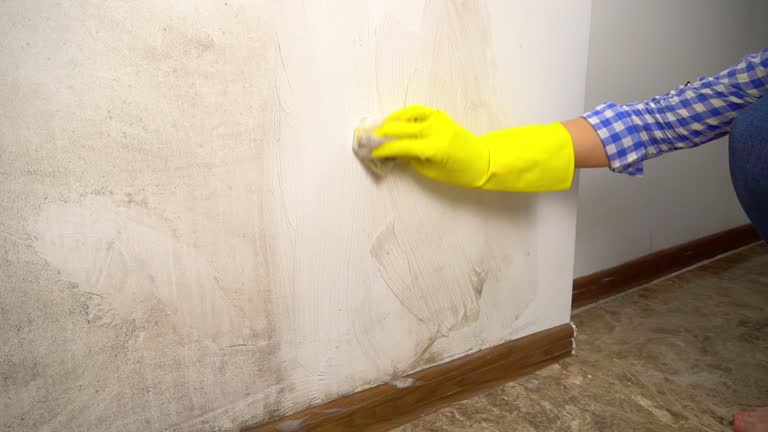 Best Environmental Consulting for Mold Prevention  in East St Louis, IL